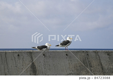 堤防の上の2羽のウミネコ 堤防の上の2羽のウミネコ 84723088