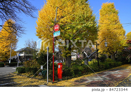 12月　国立120イチョウ(銀杏)並木の黄葉と郵便ポスト･大学通り 84723344