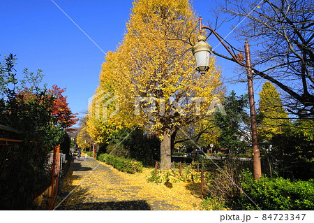 12月 国立117イチョウ(銀杏)並木の黄葉・大学通り 12月 国立117イチョウ(銀杏)並木の黄葉・大学通り 84723347