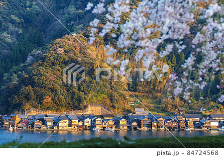 京都府 /夕陽に染まる桜満開時の「伊根の舟屋」群(重要伝統的建造物群保存地区) 京都府 /夕陽に染まる桜満開時の「伊根の舟屋」群(重要伝統的建造物群保存地区) 84724568
