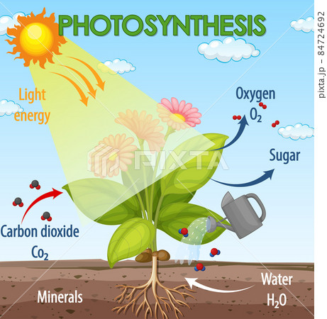 Diagram showing process of photosynthesis in plant 84724692