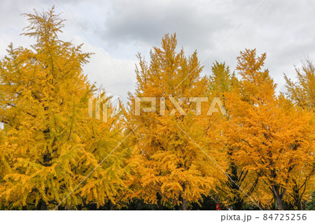 熊本県庁プロムナード 熊本県庁プロムナード 84725256