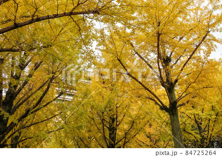 熊本県庁プロムナード 熊本県庁プロムナード 84725264