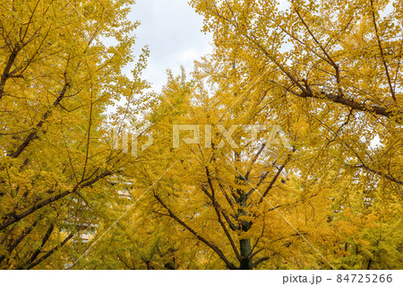 熊本県庁プロムナード 84725266