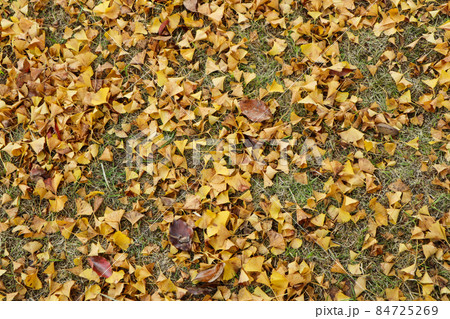 熊本県庁プロムナード 熊本県庁プロムナード 84725269