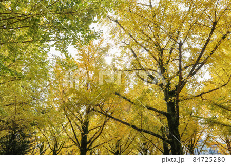 熊本県庁プロムナード 84725280