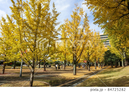 熊本県庁プロムナード 熊本県庁プロムナード 84725282