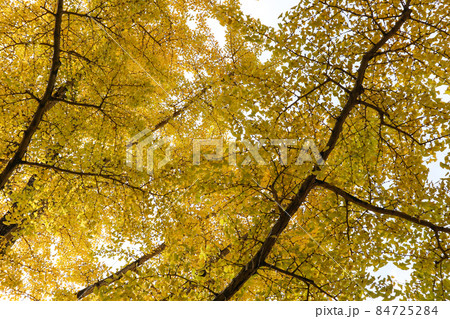 熊本県庁プロムナード 84725284