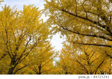 熊本県庁プロムナード 熊本県庁プロムナード 84725291