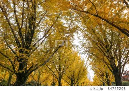 熊本県庁プロムナード 熊本県庁プロムナード 84725293