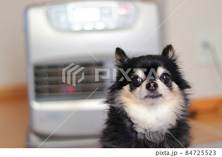 ストーブで温まる犬 チワワの写真素材