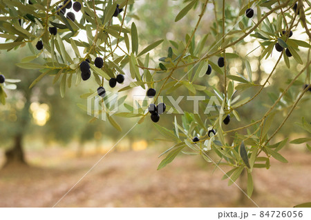 black olives on vnth trees in an olive grove 84726056