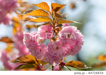 倶利伽羅峠の八重桜 84726659