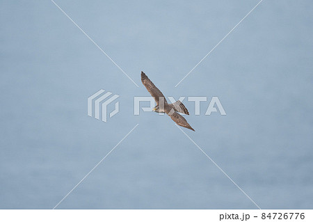 秋期、鳴門海峡を舞うハイタカ02 秋期、鳴門海峡を舞うハイタカ02 84726776
