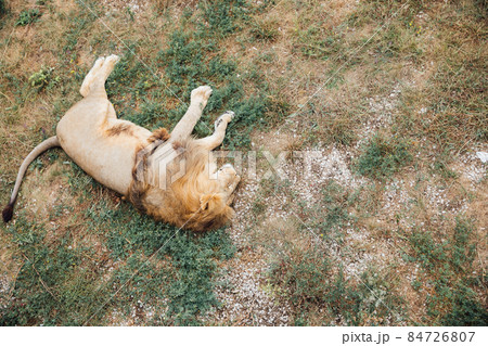 lion predator sleeps in the shade of trees in the savannah 84726807