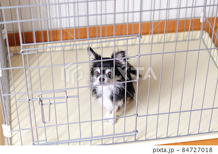 犬用ケージに入る犬 チワワ 犬用ケージに入る犬 チワワ 84727018