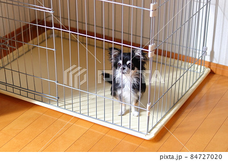 犬用ケージに入る犬 チワワ 犬用ケージに入る犬 チワワ 84727020