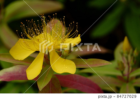 ビヨウヤナギ 未央柳 84727029