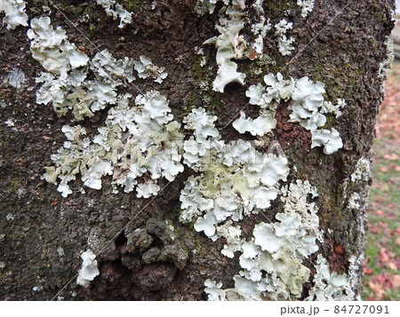 桜の幹に発生した地衣類「ウメノキゴケ」 84727091