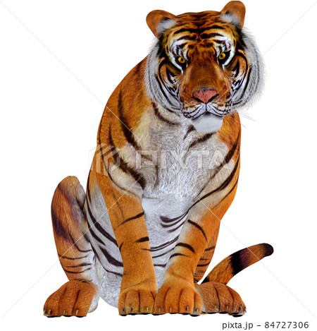 虎☆TIGER 虎☆TIGER 84727306