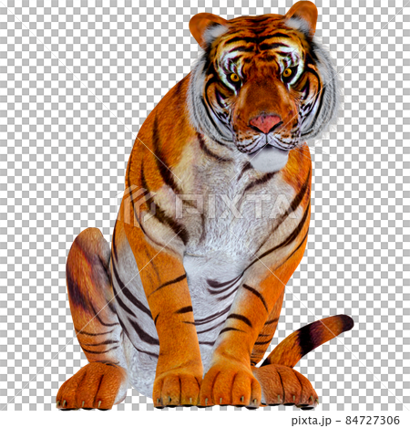 Tiger ☆ TIGER Tiger ☆ TIGER 84727306