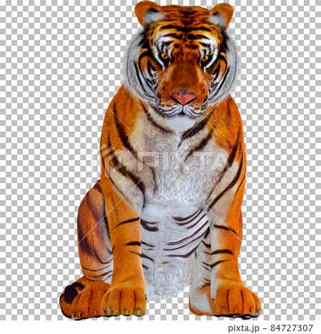 Tiger ☆ TIGER 84727307