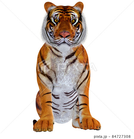 虎☆TIGER 84727308