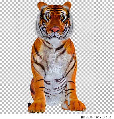 虎☆TIGER 84727308