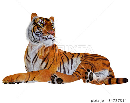 虎☆TIGER 84727314