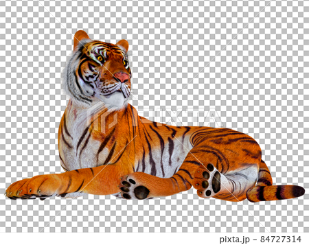 虎☆TIGER 84727314