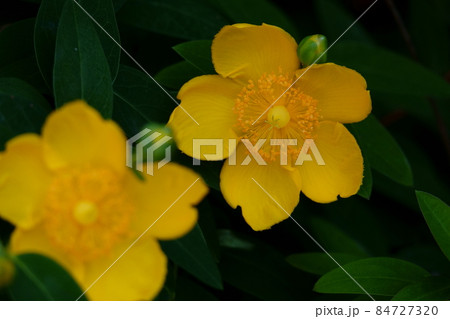 ヒペリカム・ヒドコート 大輪金糸梅 84727320