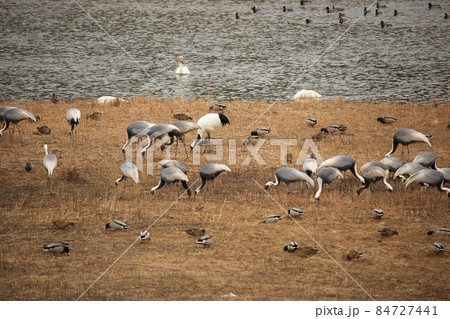 水鳥 野生動物 野 84727441