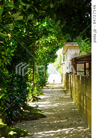 大和村国直の集落のフクギ並木の通り 大和村国直の集落のフクギ並木の通り 84727546