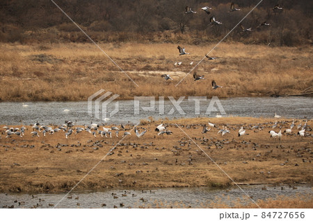 風景 群れ 野生 84727656