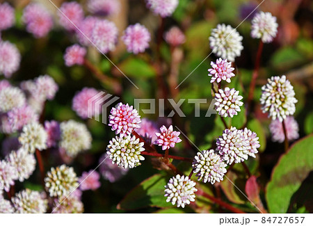 ヒメツルソバ(姫蔓蕎麦) ヒメツルソバ(姫蔓蕎麦) 84727657