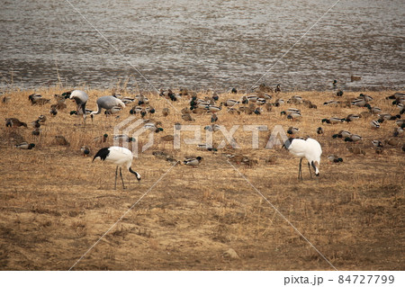 水鳥 風景 景色 84727799