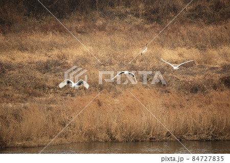 水鳥 鳥 動物 84727835
