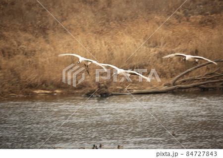 水鳥 風景 景色 84727843