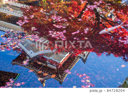池に映る日本の城と紅葉そして鯉 池に映る日本の城と紅葉そして鯉 84728204