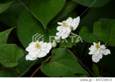 ヤエザキドクダミ 八重咲どくだみ 84728653