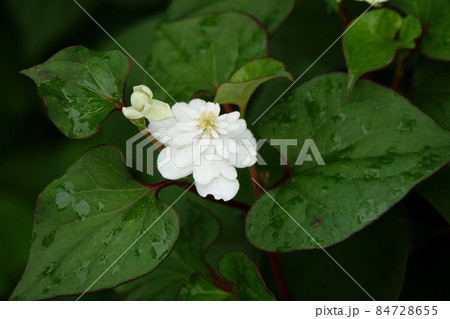 ヤエザキドクダミ 八重咲どくだみ 84728655