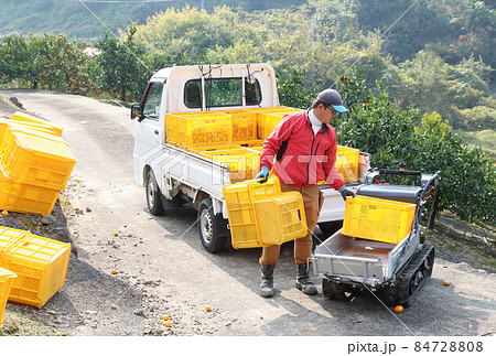 運搬機にみかんを入れるコンテナを積み込んでいる若い男性 運搬機にみかんを入れるコンテナを積み込んでいる若い男性 84728808