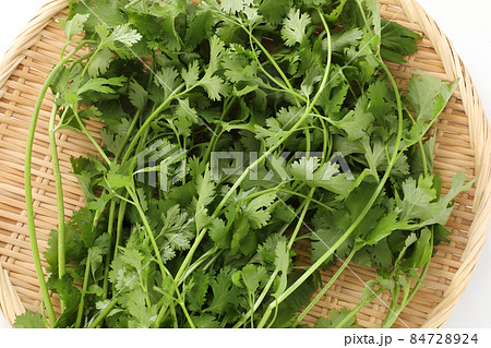 パクチー パクチー 84728924
