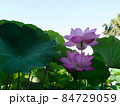 夏の早朝の蓮 84729059