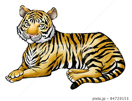 座る虎の水墨画イラスト 寅年 年賀状素材のイラスト素材 [84729153