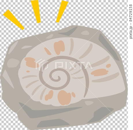 Fossil of ammonite 84729158