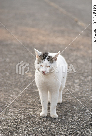 警戒する猫 警戒する猫 84729298