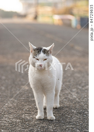 警戒する猫 警戒する猫 84729635