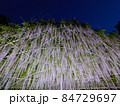 夜に咲く満開の藤 84729697