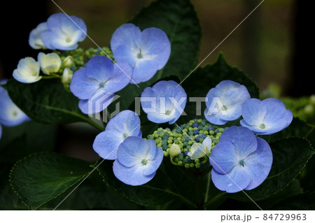 アジサイ 紫陽花 84729963